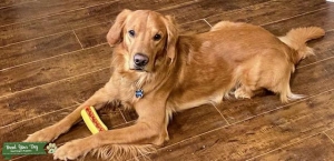 DFW Golden Retriever Stud Listing Image