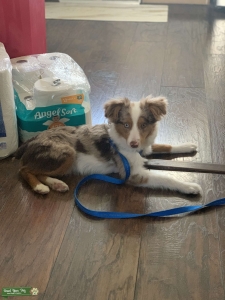 Red Merle Listing Image