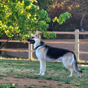 GSD male Listing Image