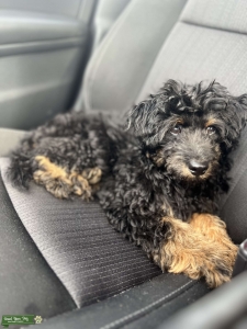 Stud Toy Poodle  Listing Image