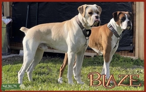 AKC Cream Boxer Stud Listing Image
