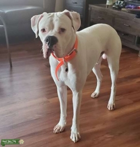 Migo, White Boxer Stud Listing Image
