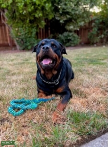 Rottweiler Stud Listing Image