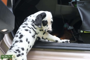 Dalmatian  Listing Image