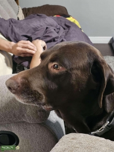 AKC Chocolate Labrador Listing Image