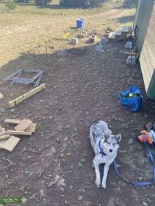 Wolf/shepherd  Listing Image