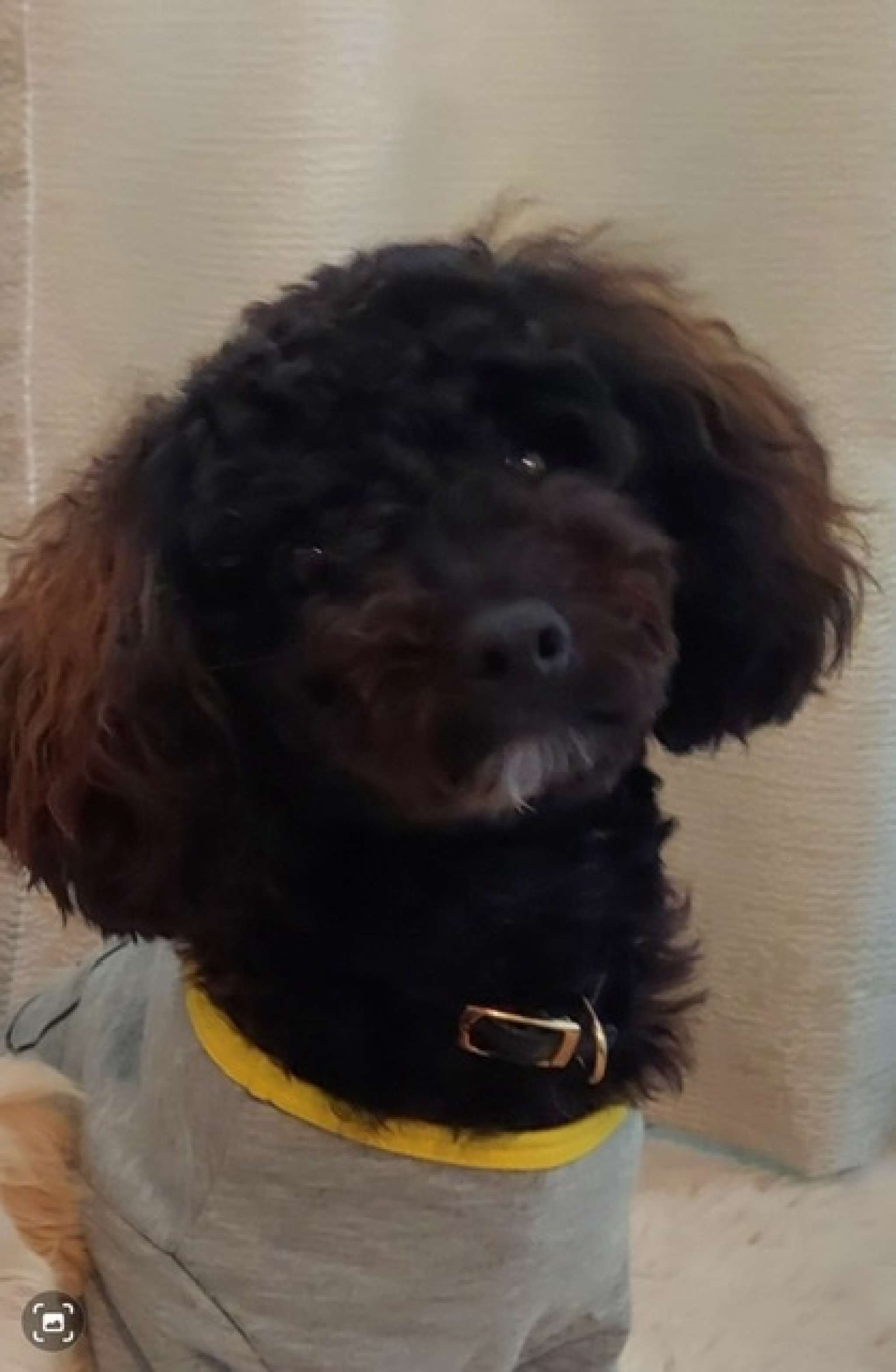 Toy Poodle/ Maltese Mixed Maltipoo Male Stud Dog in Titusville , the