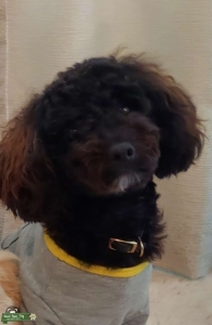 Toy Poodle/ Maltese Mixed: Maltipoo Male Listing Image