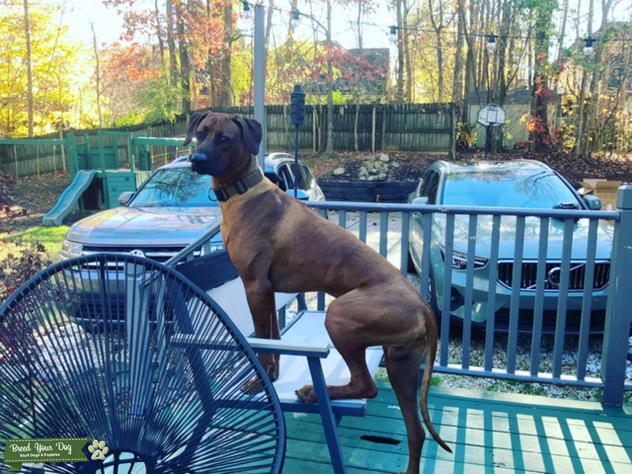 Lion Hunter Stud Dog in Gastonia , the United States Breed Your Dog