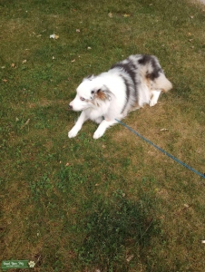 Looking for Male mini tri-color Aussie Stud Listing Image