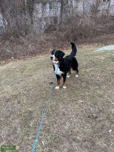 Nh Bernese  Listing Image