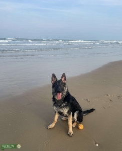 Sable German Shepherd Listing Image