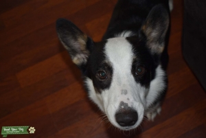Male Corgi looking for female Listing Image