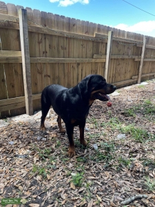 Huge German Rottweiler Stud  Listing Image