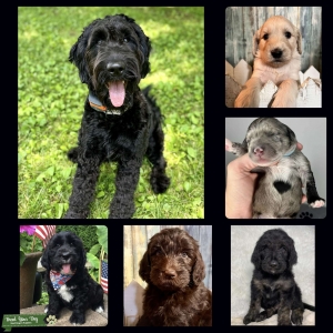 F1 Goldendoodle Stud *Carries All Colors* Listing Image