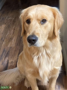 Two Year Old Male Golden Listing Image