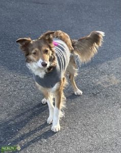 Tan and white female border collie Listing Image