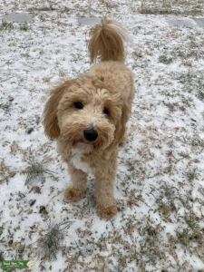 Mini Goldendoodle  Listing Image