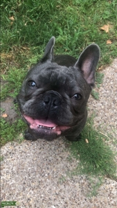 Blue French Bulldog Listing Image