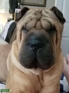 Shar-Pei brush coat international champion Listing Image