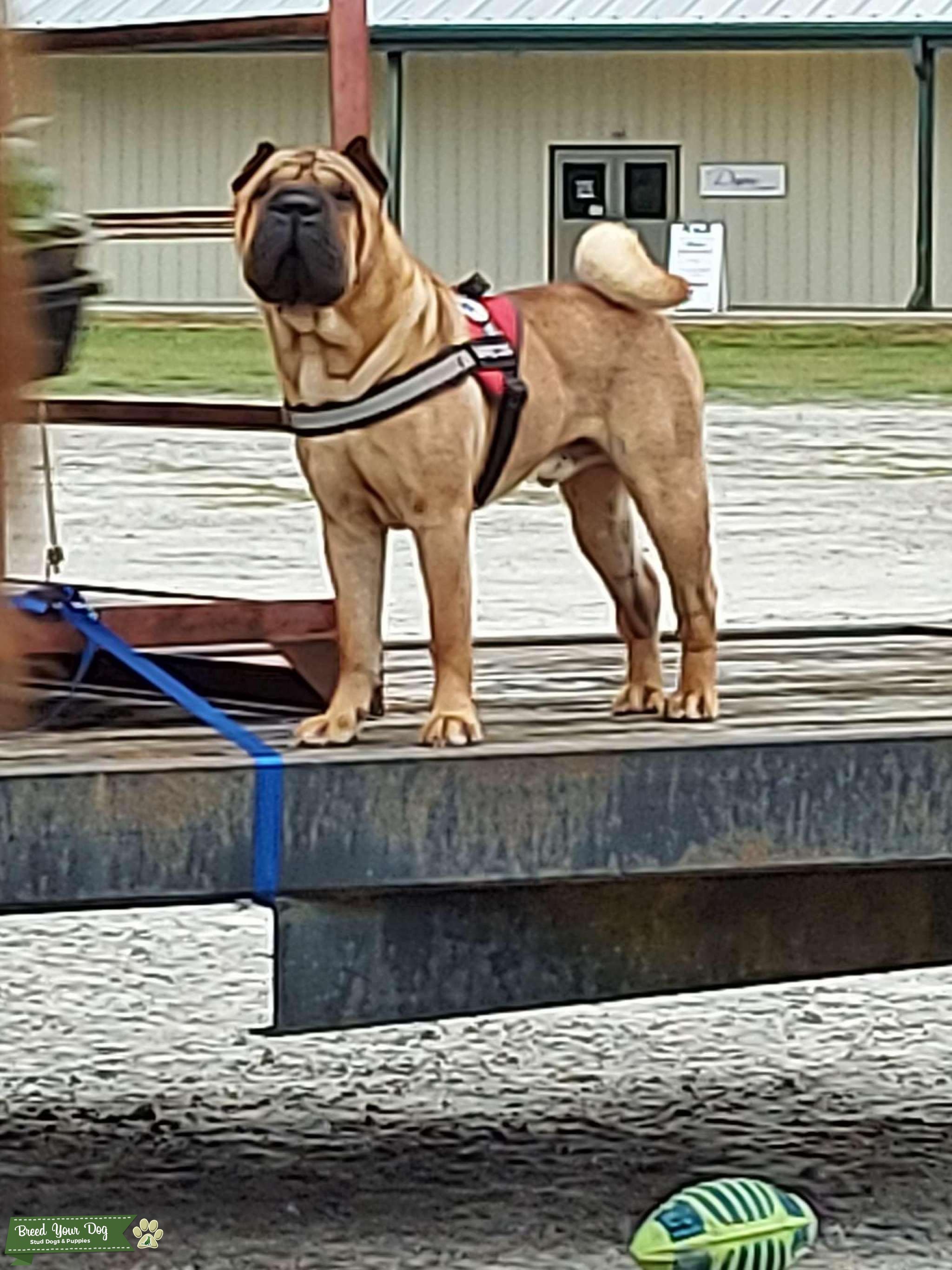 SharPei brush coat international champion Stud Dog in SC, the United