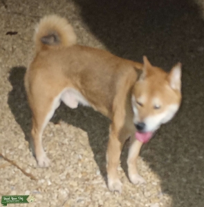 Stud. Is AKC purebred but no Pedigree papers from last owner.  Listing Image
