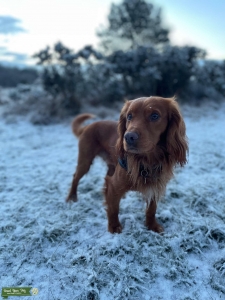 Gorgeous Red Cocker Spaniel for Stud Listing Image