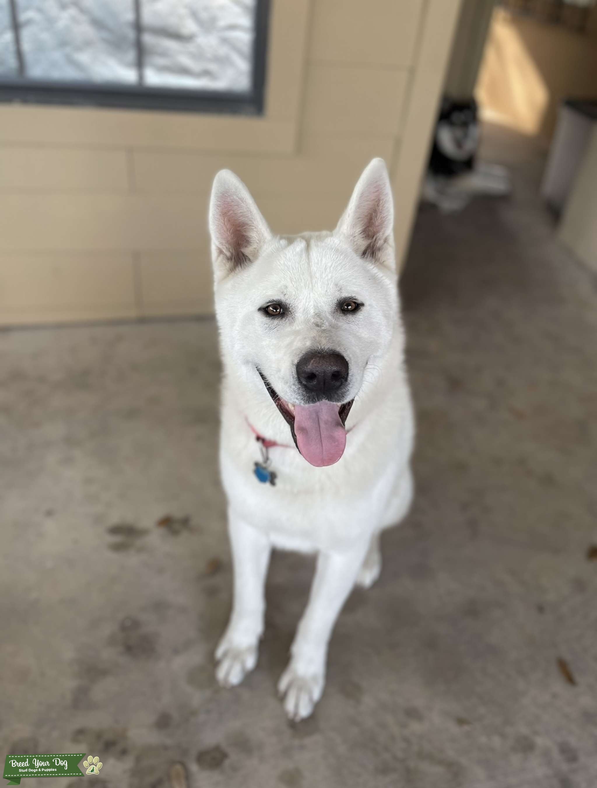 American Akita CKC registered Stud Dog in Mission, Texas, the United States Breed Your Dog
