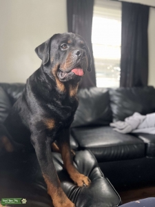 Big, Healthy Rottie Listing Image