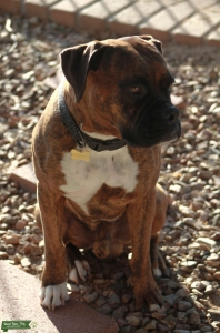 Looking for a female boxer Listing Image