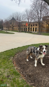 Australian Shepherd Blue Merle Stud Listing Image
