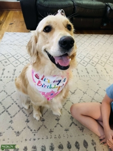 Half English cream golden retriever  Listing Image
