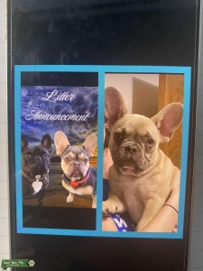 Frenchie Stud Listing Image