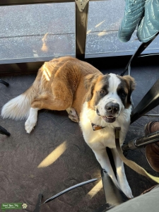 St. Bernard - no papers Listing Image
