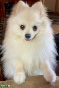 AKC Cream & White Pomeranian  Listing Image