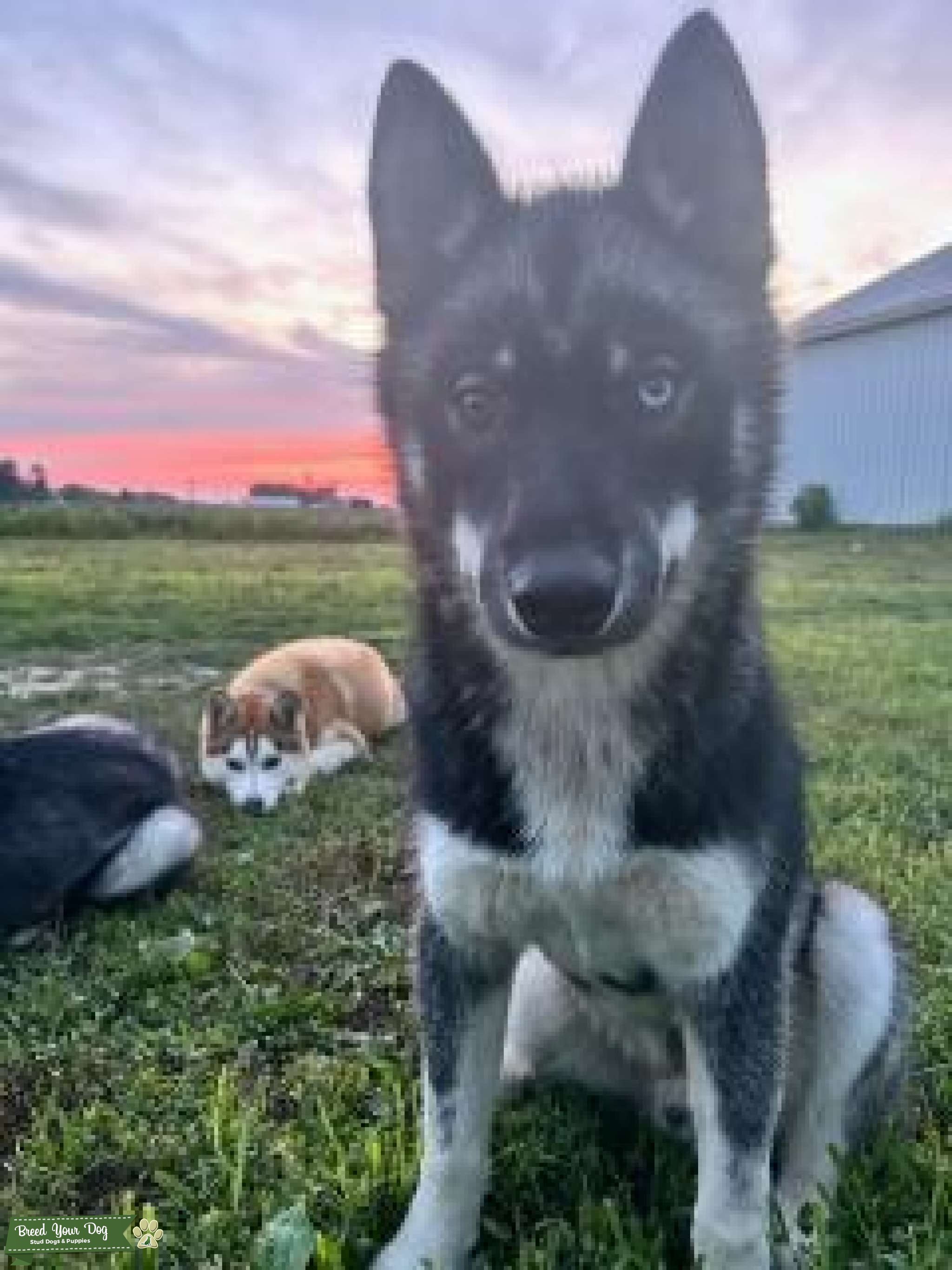 Siberian Husky Agouti stud Stud Dog in Indiana, the United States