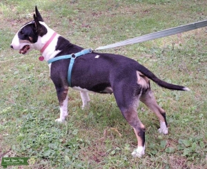 Tricolor Bull Terrier Female Listing Image