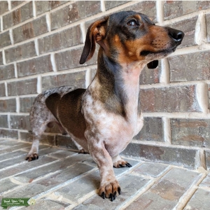 Miniature Dauchsund Short-haired Piabald/Dapple (Brown, Black, White and Red) 1st Time Studding Listing Image