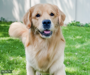 Minnesota Golden Retriever Stud Listing Image
