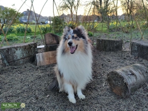 Rough Collie Stud  Listing Image