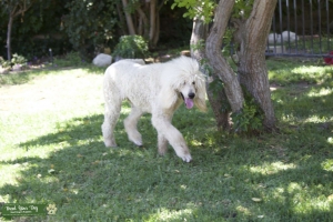 White Standard Male Poodle Listing Image