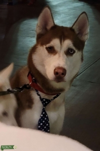 Siberian Husky Stud - Red coat with Heterochromia Listing Image