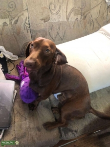Proven Stud Brownie the Weenie! Listing Image