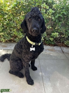 Black Golden doodle  Listing Image