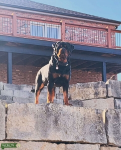 Purebred German Rottweiler  Listing Image
