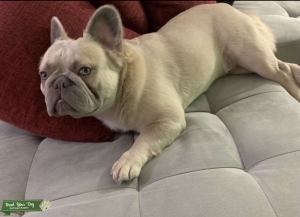 Exceptional Fluffly French Bulldog Stud Listing Image