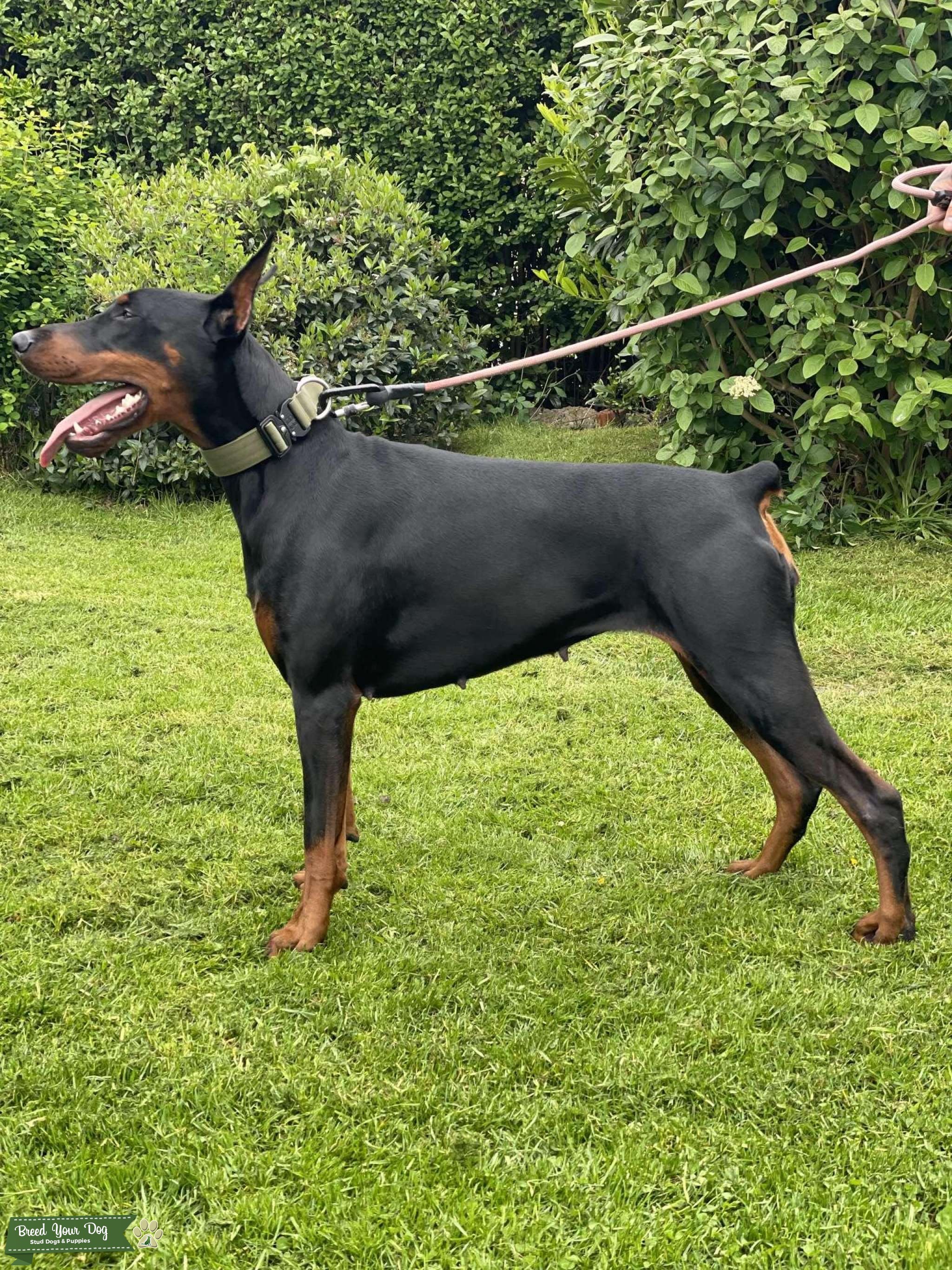 Dobermann X Labrador PuppiesPuppy for sale in Thailand Breed Your Dog