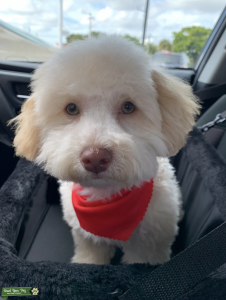 Maltipoo (poodle and Maltese) male stud Listing Image