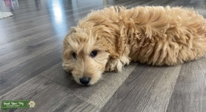 Golden Mini Goldendoodle Listing Image
