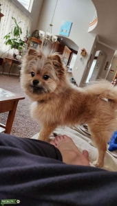 Toy pomapoo boy looking for a toy poodle or poodle mix girl Listing Image